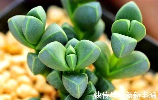 技巧|多肉鹿角海棠越冬技巧，牢记“3个不要”，叶子饱满，轻松爆盆