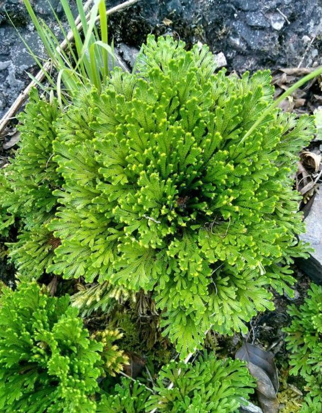 垂盆草|屋顶上的野草，人称“房神”，别再拔了，是福气！