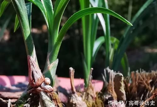 腐苗|兰花什么时候必须换盆?这3种情况,只有换盆才能成活