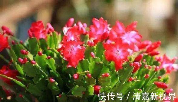 根系|夏天养蟹爪兰，浇水“2不要”，叶子杠杠厚，下次开花早！