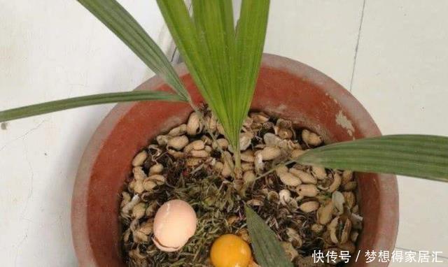 养好|居家养花,“小妙招”不能乱学,要了解什么对花好,才能真正养好