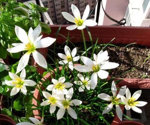  学会|盆栽植物长得慢，别着急！学会这2招，窜个、开花嗖嗖地