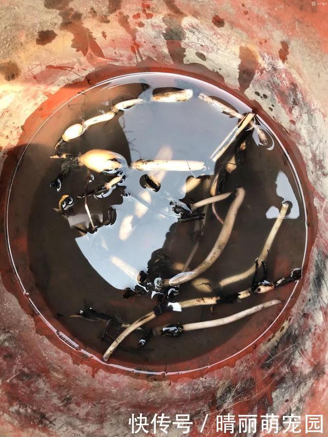 她在水缸里种荷花,开花比脸还大,满缸都是藕!