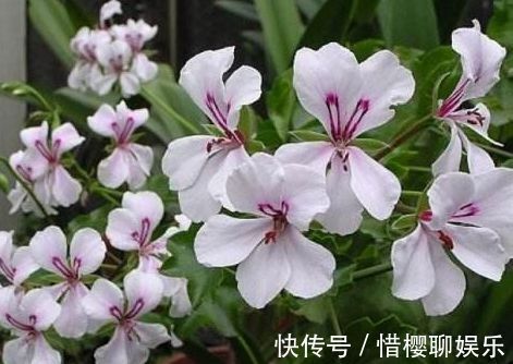 “优良月季”土星王阳台，丰腴婀娜，美丽怡人，开花很容易爆盆