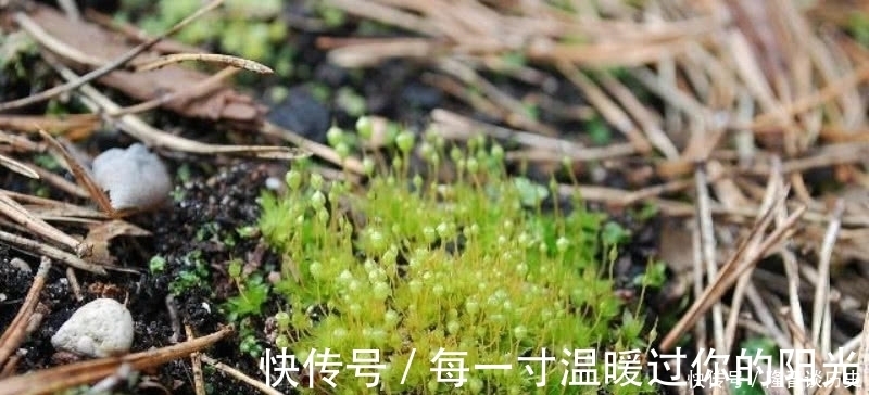 苔#袁枚最有哲理的一首诗,虽然我们很渺小,但也要活得比别人更精彩