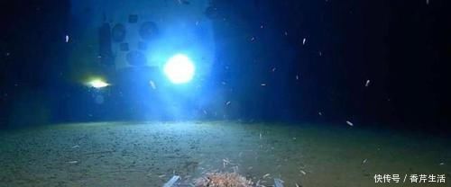 物种 6000米深海中发现新“物种”,科学家却高兴不起来,这是为何