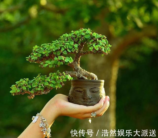 大型盆景不喜欢那就自制微型盆景，放在手上把玩，真好看！