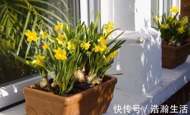 发酵|养花发酵肥水时间太久，教你1个“小技巧”，20多天就能用