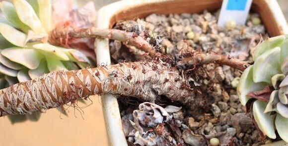 多肉长“胡须”，剪还是留只看一点就知道，养成漂亮茂盛老桩