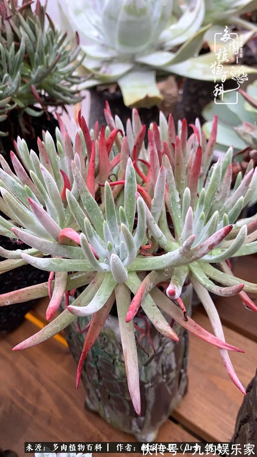 多肉住进暖棚，坦然越冬，放肆浇水，这个冬天有点甜！