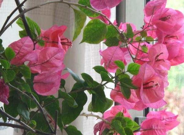 养花就盆栽簕杜鹃，夏天不怕热、开花漂亮，又叫光叶子花