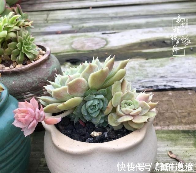 静夜|养多肉三年多，初见惊鸿！累并快乐着！养多肉三年多，初见惊鸿！累并快乐着！