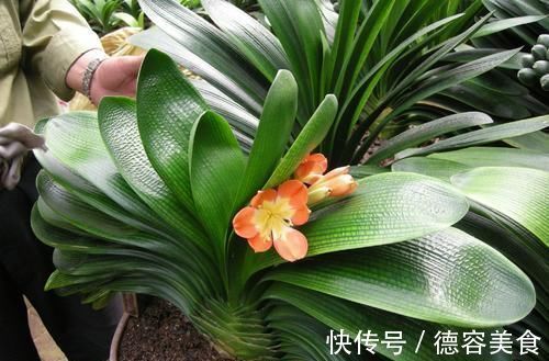 养护|有了好的养护方法，君子兰也能控制开花时间了