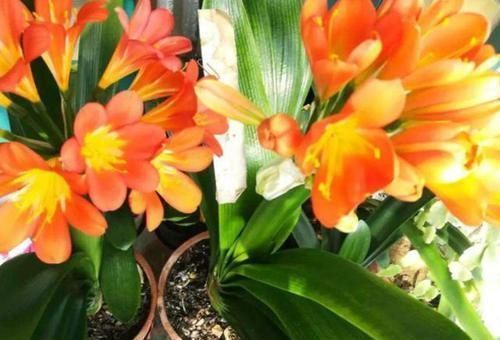 开花|立春后该如何养护君子兰盆栽将3点做到位,叶绿根壮开花旺