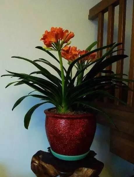 君子兰有时候也需要贱养的，这样才能长的茂盛、年年开花！