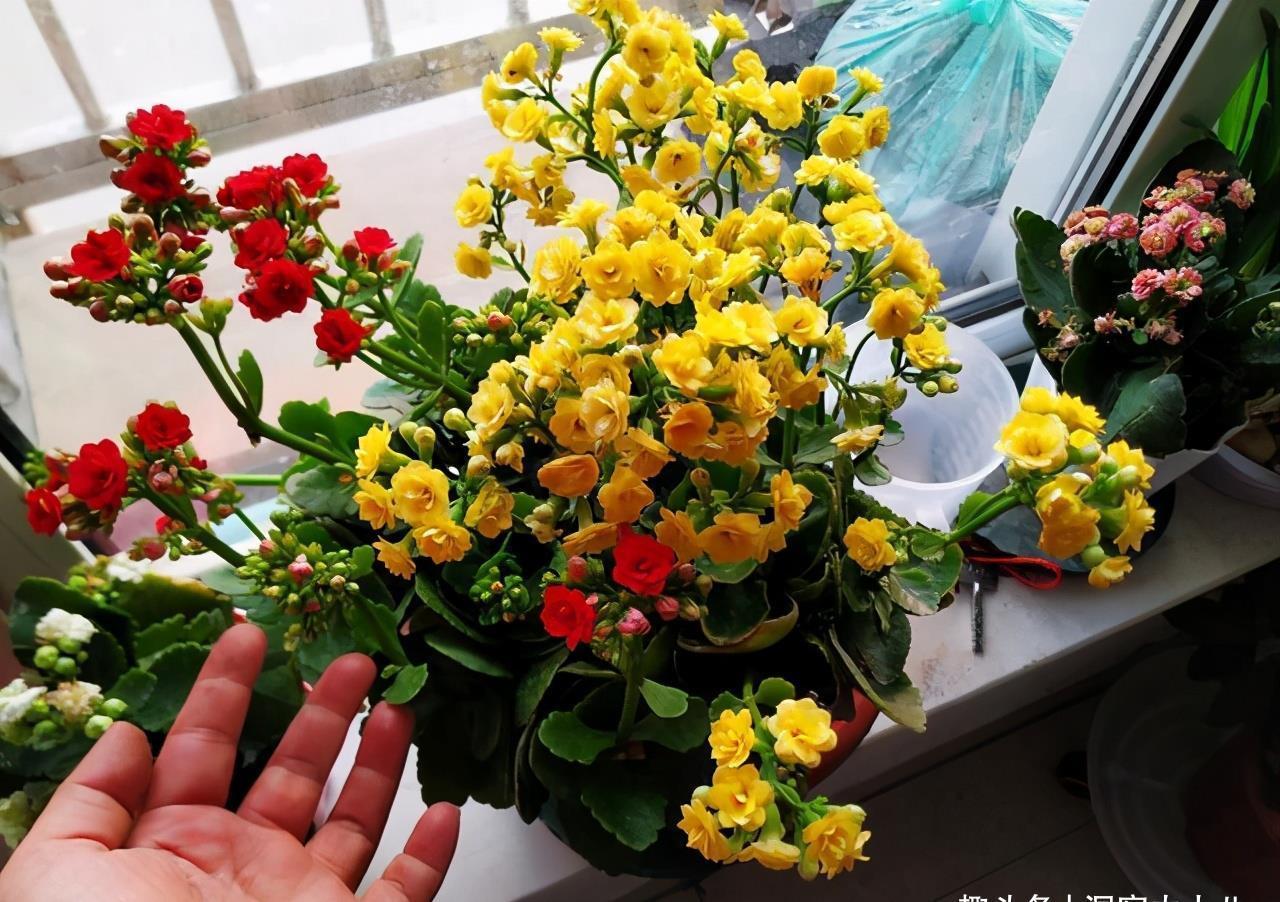 天凉开花|六月养长寿花,这“三位置”提前剪一剪,顺利度夏,天凉开花早