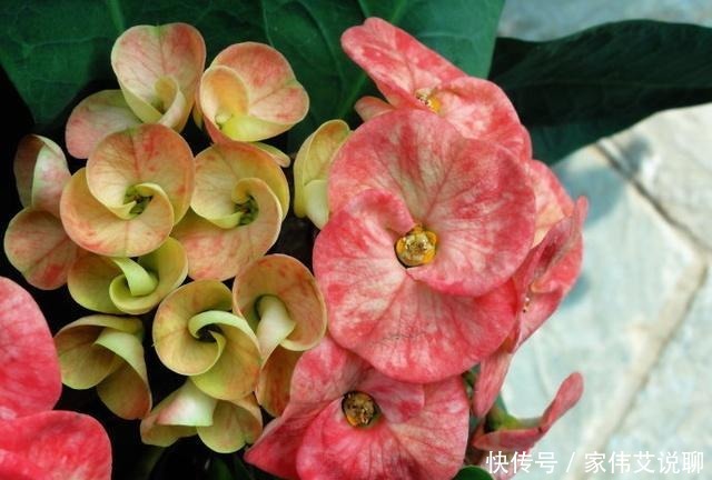 虎刺梅|看一眼就想买回家的花, 好看又好养, 看看它们都是谁!