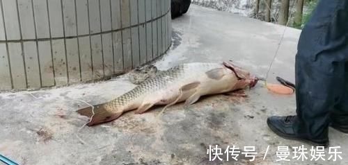 男子珠江钓起“鲤鱼王”,40斤体长超1米,应该放生吗