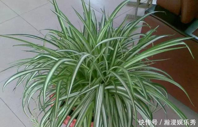 这3种吊兰千万别这么养,不然疯长爆芽,控制不住!