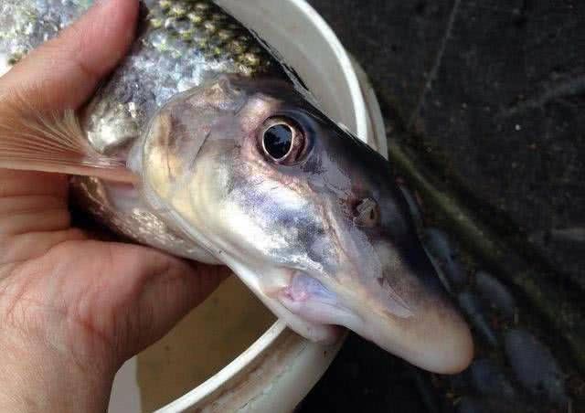 江鱼|再也钓不到长江水米子，最好吃江鱼之一，如今已难觅踪迹