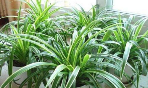 浇灌|养花:用这些“神奇水”浇灌,盆栽开花变多、叶片绿如冒油