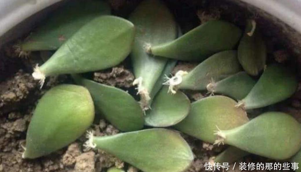 不用|这5种常见的花,不用枝条也能扦插,叶片插土里就能生根