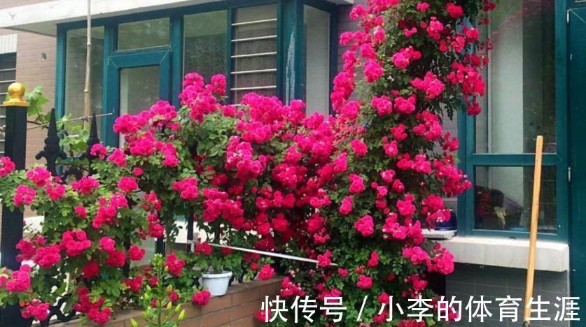 家里有个小院子别浪费，养这3种花，打理简单，开花如花海