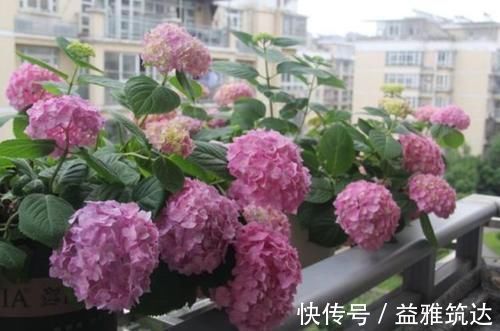 3种花“超好养”,不怕冷、不怕热,开花漂亮花期长!