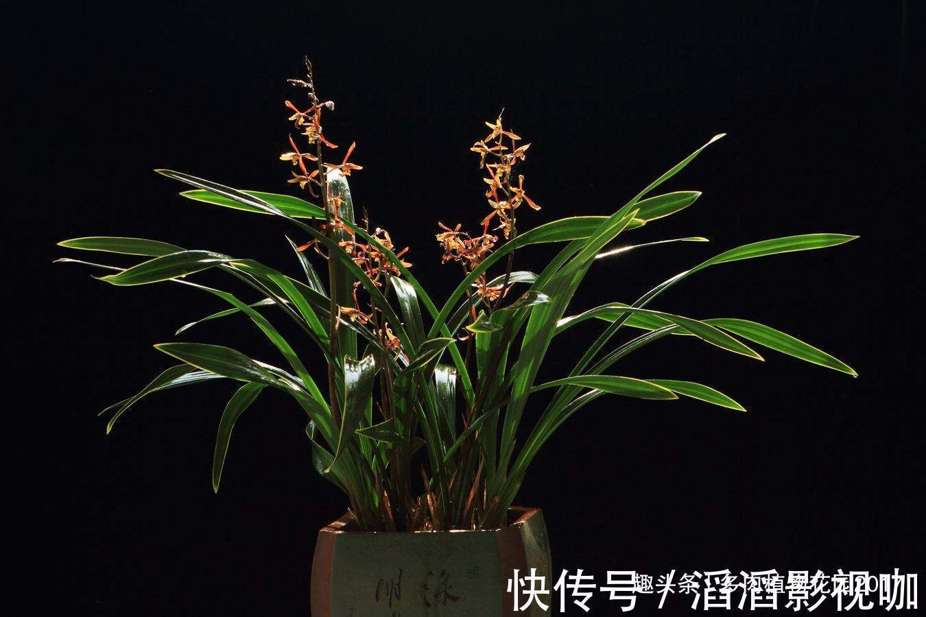 秋天兰花有性格，养护时需要注意些，开花不断