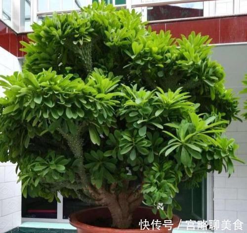 养花|阳台养花要“讲究”,3种“再丑”也要养一盆,镇宅又旺运