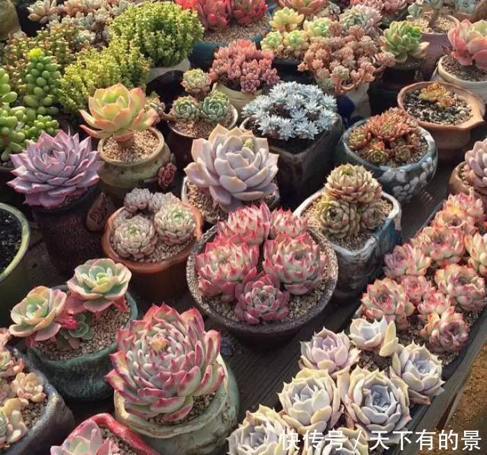 熊童子|夏天养几种“耐热多肉”，不怕酷暑，不用休眠，想养死都难