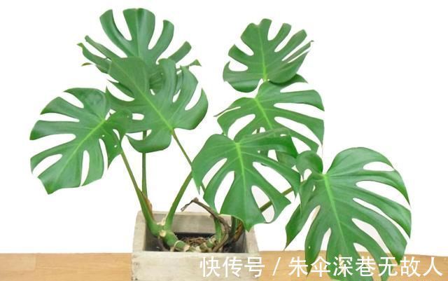 7种花夏天爱淋雨,越淋长得越欢,多淋几次,肥料都省了