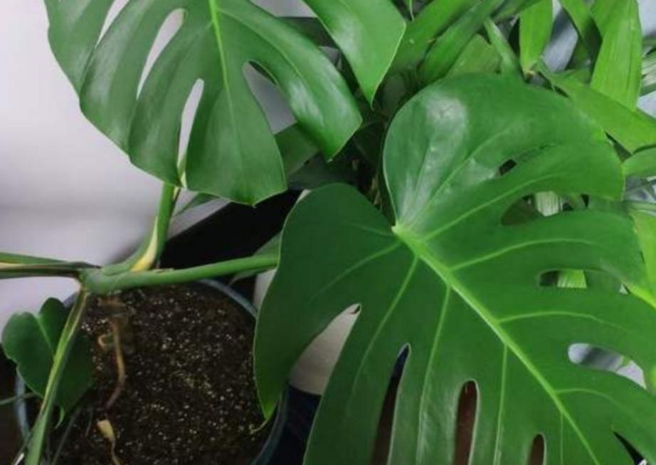 家庭盆栽龟背竹该注意什么?弄懂这些,养好不难