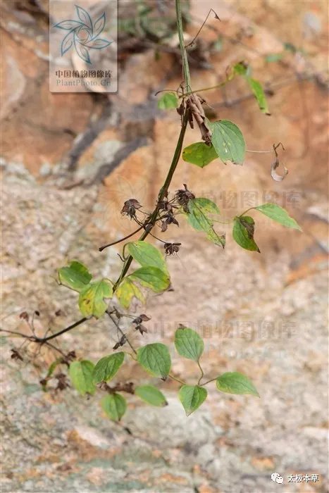 脑瘤|金剪刀,剪掉你的风湿性关节炎、深部脓肿