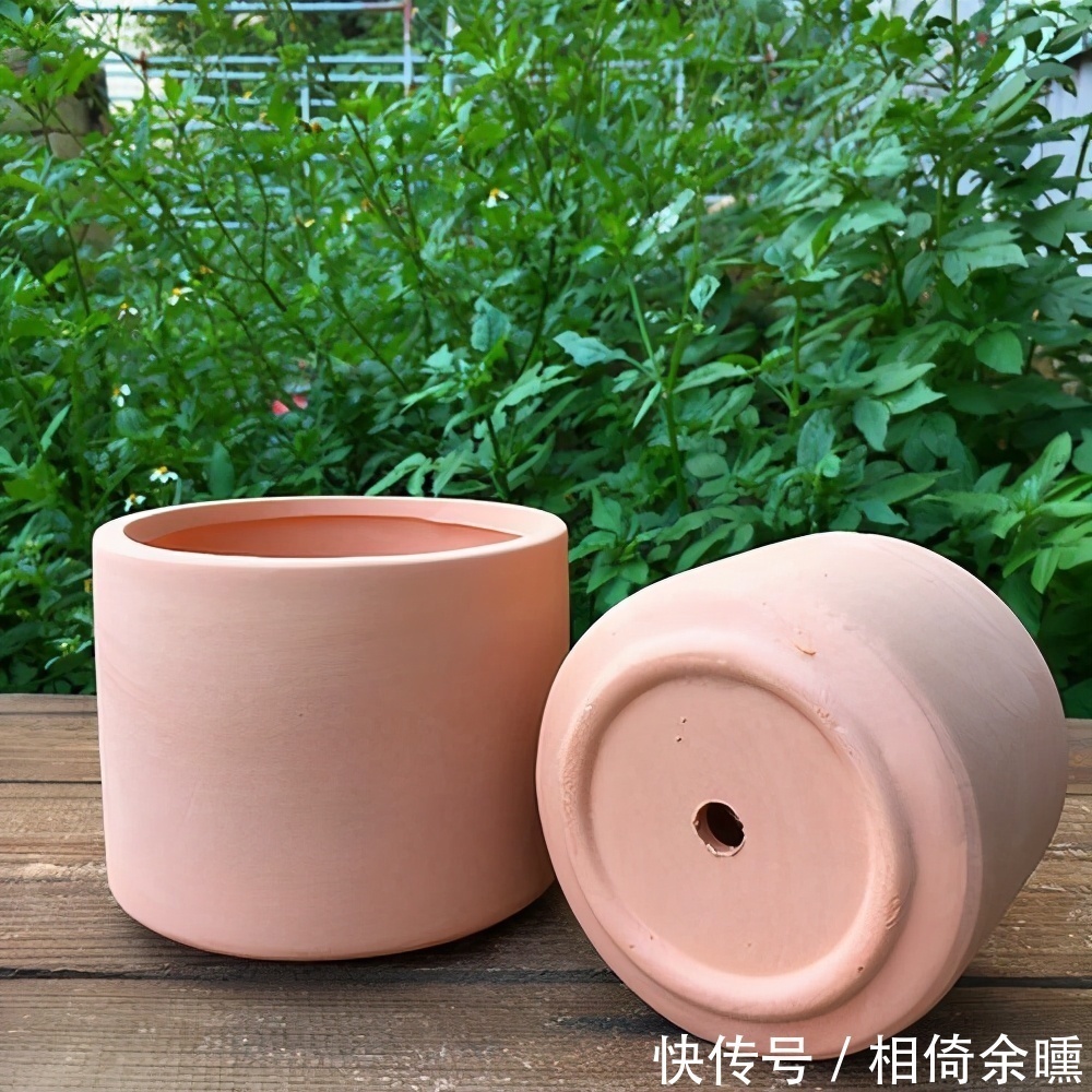 花盆|车厘子盆栽的种植方法，学会之后种一盆，年年都有车厘子吃了