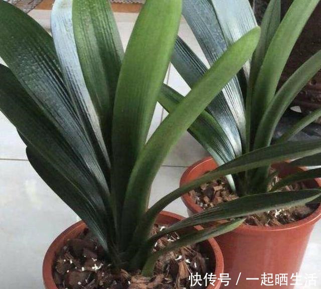 夏天用这几个方法养君子兰，叶绿根壮好度夏，再也不说它难养！