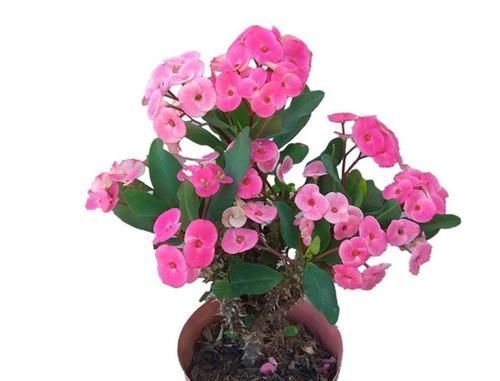 养花在三个时期别乱动，乱动只有害处没有好处，老花友全知道