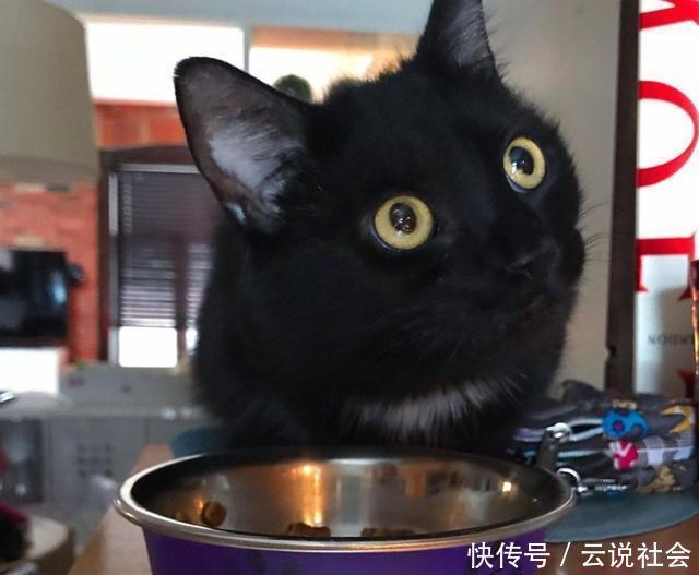 母猫产后不吃食怎么办