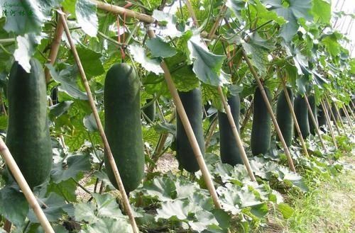 吃这种瓜可以消肿,而且价格不贵,又便宜又好吃