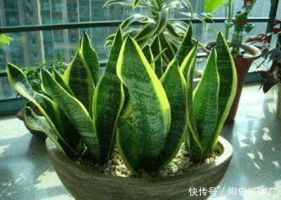 长寿花|什么药片水、黄豆水,都不如家里“2种灰”,养花杀菌灭虫、补肥