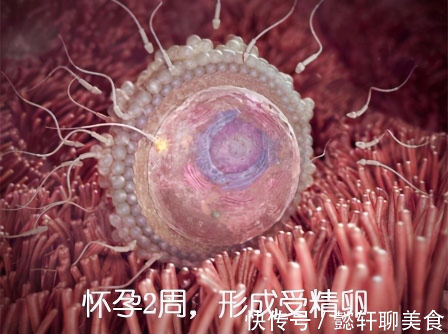 胚泡|组图了解胎儿在子宫中的生长过程,生命太奇妙了!准爸妈们看看