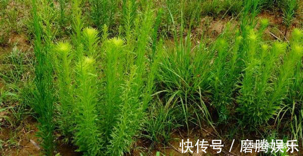 蛇莓|小时候常见又叫不上名的植物,终于知道叫啥了,太全了