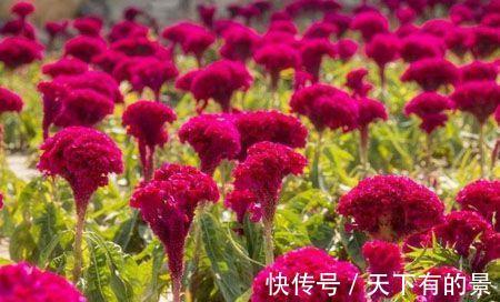 家养|鸡冠花有毒吗能在室内养吗，想不到家养鸡冠花还有这么多好处
