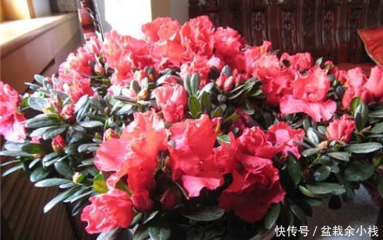 淘米水|淘米水能直接浇花吗?简单一步变废为宝,将其变成养花的绝佳肥料