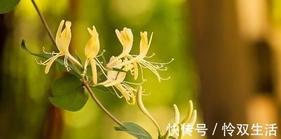 免疫力|蒲公英和它是“天作之合”,坚持喝一月,提高免疫力,修复肝细胞