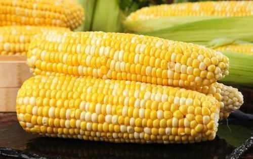 主食|每天晚餐只吃一根玉米，一个月能瘦多少斤？