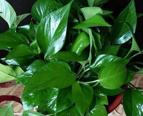 浇花|3种花都是“小酒鬼”,1个月喂2次,土壤疏松透气,叶片油绿发亮