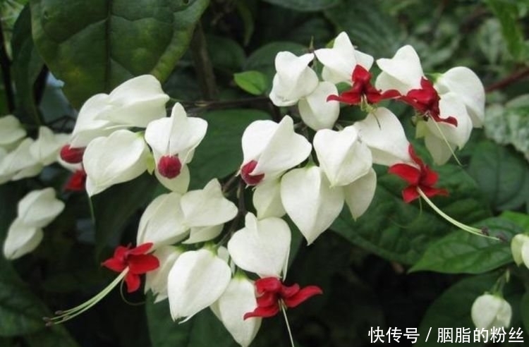 4种“高颜值花”，华贵漂亮，花开富贵、第一种已经被迷住了！