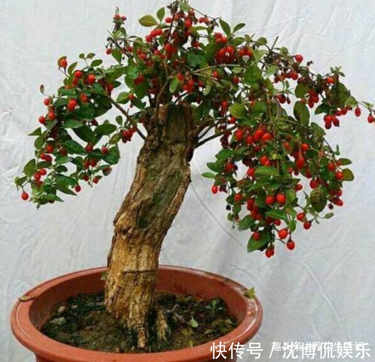 叶子|家中有枸杞盆栽,夏天养护要小心,不然度夏困难死亡率高!