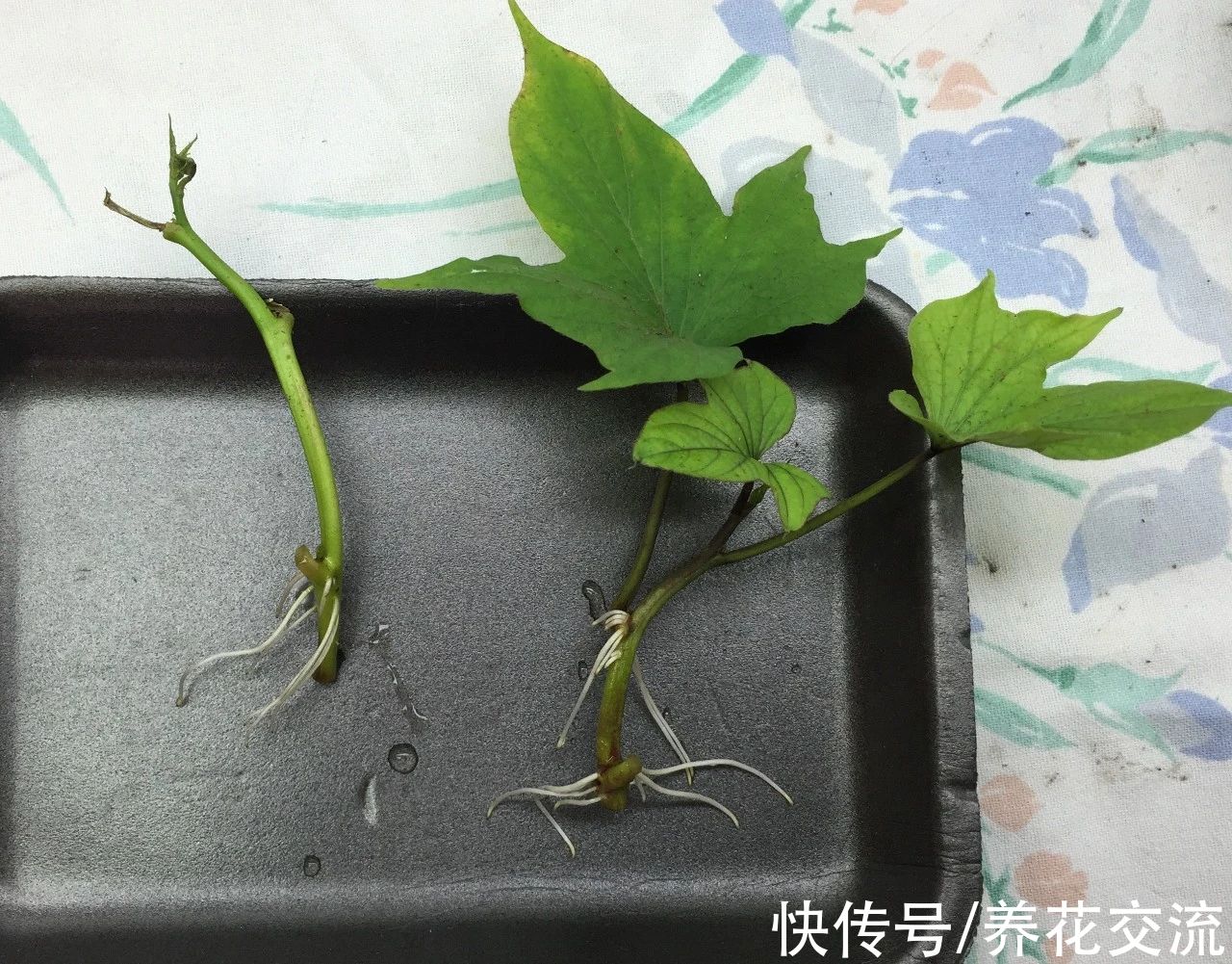 叶色|叶色丰富的观赏红薯，适合养成盆栽，开的喇叭状花朵很罕见